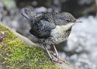 3 Juvenile Dipper.jpg